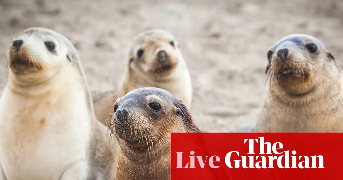 Australian News Highlights: Bird Flu in Sea Lions, Political…