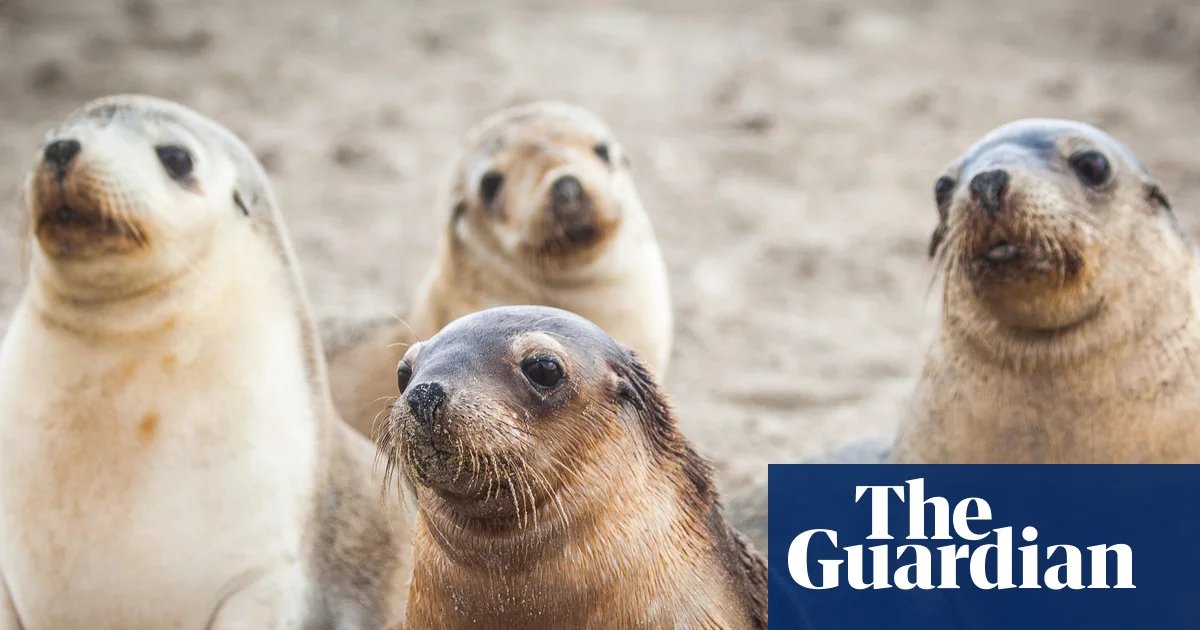 H5 Bird Flu Claims First Endangered Australian Sea Lion in S…