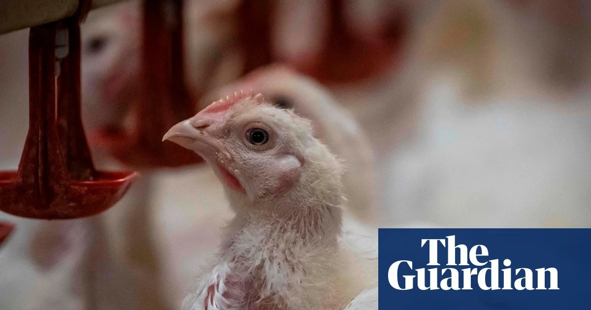 RSPCA NSW 부회장, 인증 닭고기 기준에 대한 부끄러움으로 사임