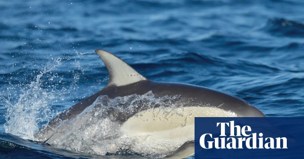 Dolphin dies from bird flu as Australians remain missing in Nepal floods