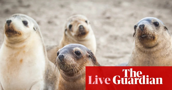 Australian News Highlights: Bird Flu in Sea Lions, Political Feuds, Classroom Screen Time Limits, Police Conduct Controversy