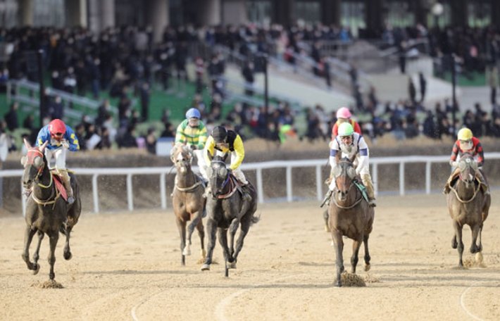 한국마사회, 국제대회에 매년 40억원 투입에도 한국마 우승 전무