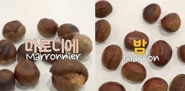 마로니에 열매, 섭취 시 호흡곤란 유발 가능성 경고