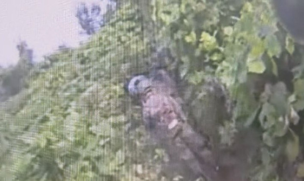 군과 유엔사, DMZ 지뢰 폭발 사고 관련 사전 조사 실시