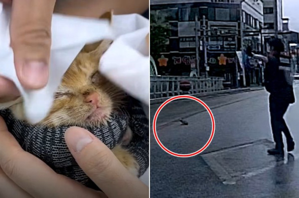 경찰관들이 구조한 새끼고양이, 가족으로 입양돼
