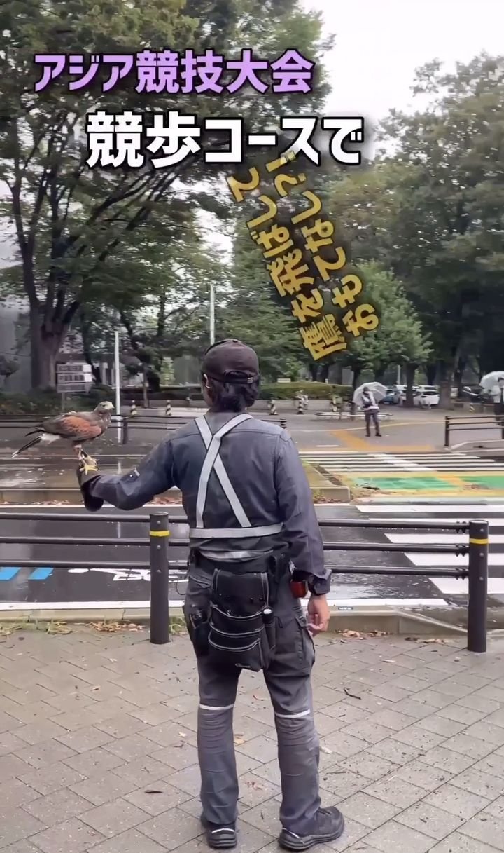 나고야시, 아시안게임 경보 코스에 매 동원해 까마귀 배설물 피해 예방