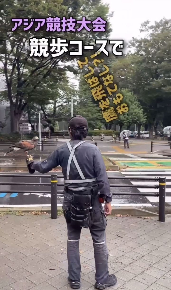나고야시, 아시안게임 경보 코스에 매 동원해 까마귀 배설물 피해 예방