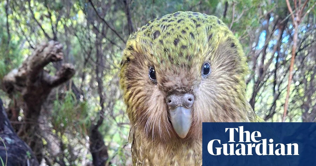Kākāpō Population Surges as Australia Prepares for Pacific F…