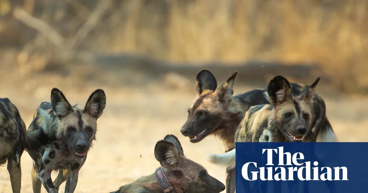 Three Wild Dog Brothers Embark on Africa's Longest Recorded …