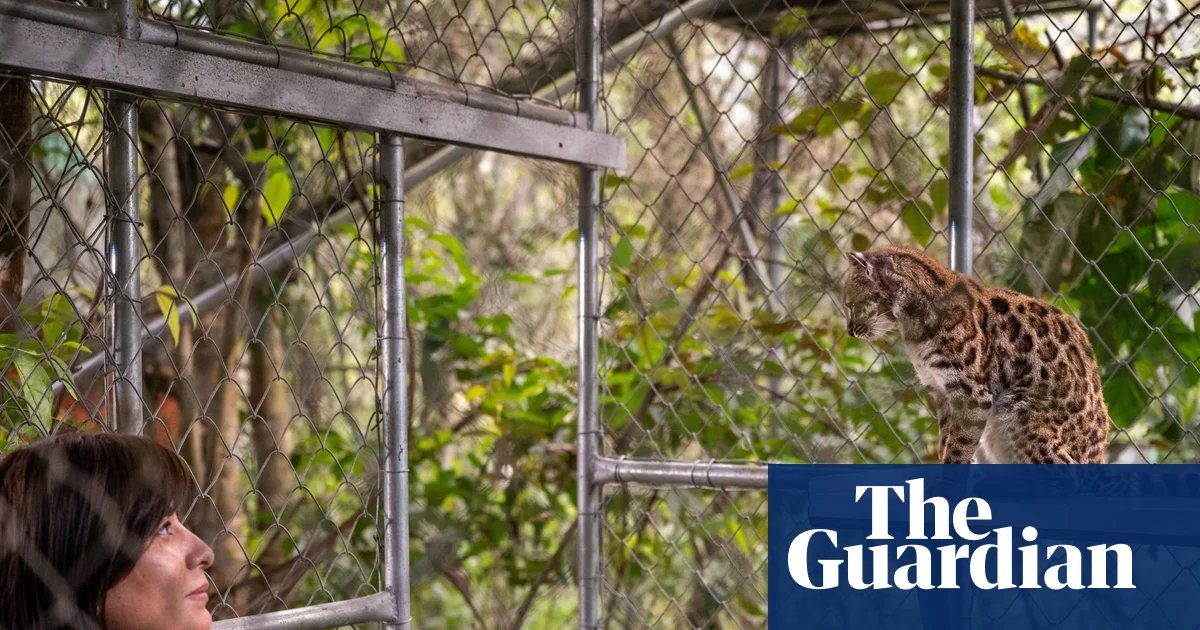 New wild cat species discovered in Bolivia after a century