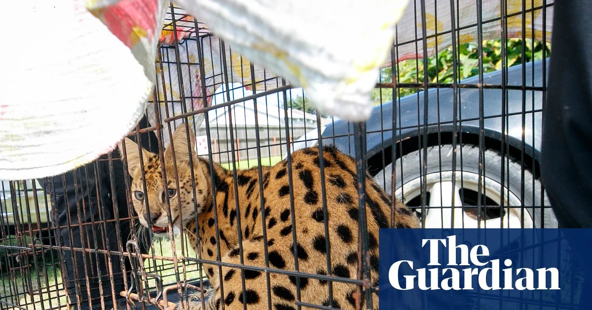 [Summary News] Louisiana Firefighters Rescue African Serval …