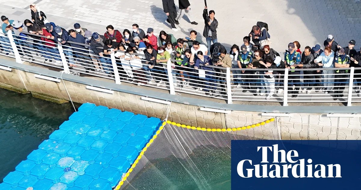 부산 북항에서 33일간 갇혔던 상어 '부캉이', 바다로 돌아가