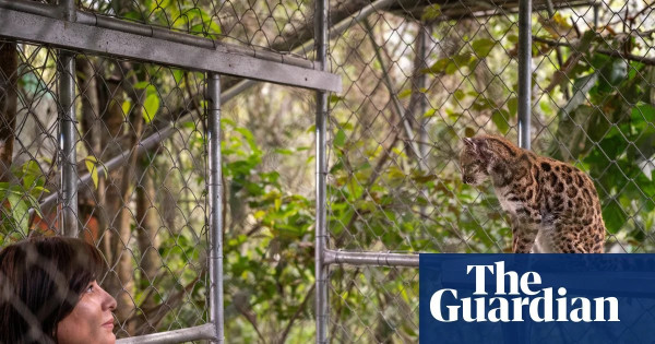 New wild cat species discovered in Bolivia after a century